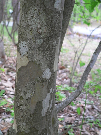 {Crataegus marshallii}